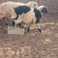 بره نرسرحال