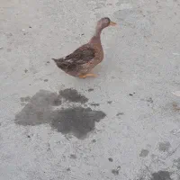 یک عدد اردک ماده