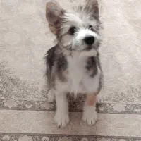 واگذاری رایگان میکس شیتزو|سگ|صدرا-فارس, فاز ۱|دیوار