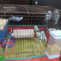 عروس هلندی|پرنده|خرمشهر, |دیوار