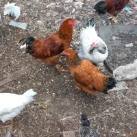 مرغ و خروس