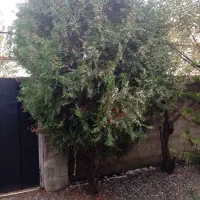 درخت کاج