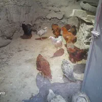 مرغ و خروس محلی|حیوانات مزرعه|هفدر, |دیوار