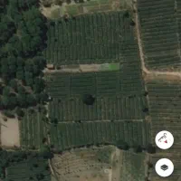 فروش-باغ-انگوری