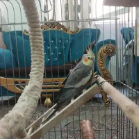 معاوضه یا فروش عروس هلندی مولد همراه جوجه هاش|پرنده|تهران, مشیریه|دیوار