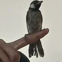 قناری بزرگ