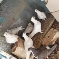 چند عدد کفتر|پرنده|مه ولات, |دیوار