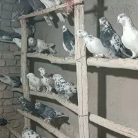 کبوتر کله برر