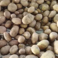 سیب زمینی|عمدهفروشی|بروجن, |دیوار