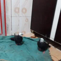 کبوتر