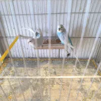 مرغ عشق|پرنده|بم, |دیوار