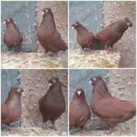 کبوتر کفتر سرخ و سبز و زاغ آبادانی چش و نوک|پرنده|اصفهان, سپاهان‌شهر|دیوار