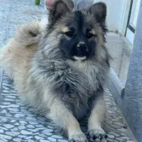 نرو ماده بازی گوش