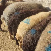 قوچ گله|حیوانات مزرعه|نوبران, |دیوار