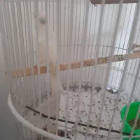 تعدادی قناری|پرنده|شیروان (خراسان), |دیوار