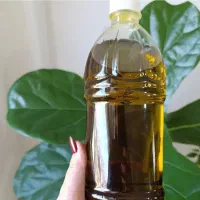 زیتون و روغن زیتون