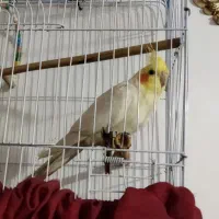 عروس هلندی نر