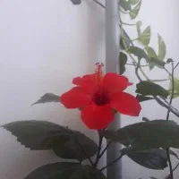 تحقیقات،پایان نامه،مقاله