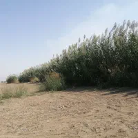 نی تمیز زنده توافقی