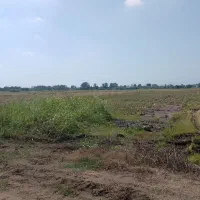 زمین کشاورزی برنج کاری ۳۰۰۰ متر در روستای  دستک|فروش زمین و ملک کلنگی|کیاشهر, |دیوار