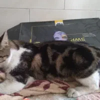 گربه نر خونگی پیدا شده|گربه|یزد, |دیوار