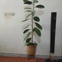 گل فیکوس سر حال