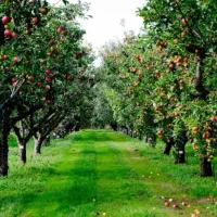 مزایده بزرگ باغ و زمین روستای قورغان