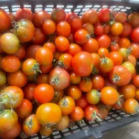 گوجه قرمز  ریز محلی و گوجه کال برای ترشی کیلو ۵۰