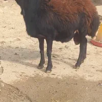 قوچ نژاد دار