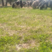 بزغاله|حیوانات مزرعه|صمصامی, |دیوار