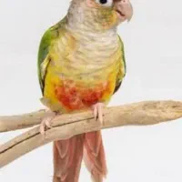 گرینچیک بسیار باادب و دستی|پرنده|شاهرود, |دیوار