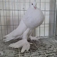 جفت  بادکنکی ابومریم