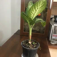 گل دیفن باخیا