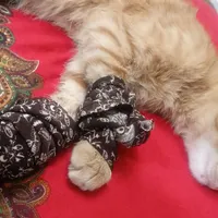 گربه دست شکسته