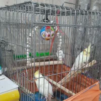 عروس هلندی|پرنده|کبودرآهنگ, |دیوار