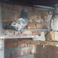 کفتر|پرنده|ایرانشهر, |دیوار