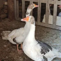 دو جفت غاز|حیوانات مزرعه|معصومیه, |دیوار