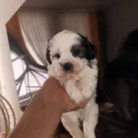 واگذاری سگ شیتزو کراس|سگ|کرمانشاه, |دیوار