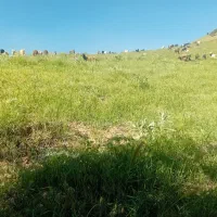 میش بز
