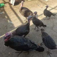 بوقلمون محلی|حیوانات مزرعه|سمنان, |دیوار