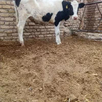 گاو تلیسه گوساله|حیوانات مزرعه|تربت جام, میان جام|دیوار