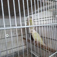 گرینچیک مونچیک مولد تضمینی