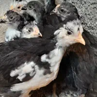 جوجه نیمچه گلین چهل تاج ریش دار فول