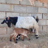 بز..|حیوانات مزرعه|فردوس (خراسان), |دیوار