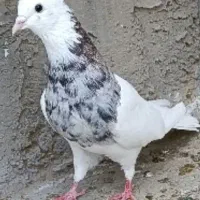 طوقی|پرنده|مبارکه, |دیوار