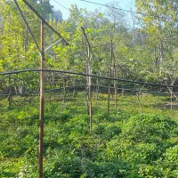 فروش زمین مسکونی و باغی