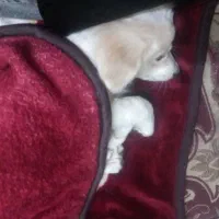 سگ پا کوتاه نر ۴ ماه با تمام وسایل ۱۵۰۰ تومن