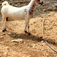 گل قشنگ|حیوانات مزرعه|میاندوآب, |دیوار