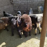 فروش کهره و بره