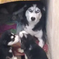 توله سگ هاسکی